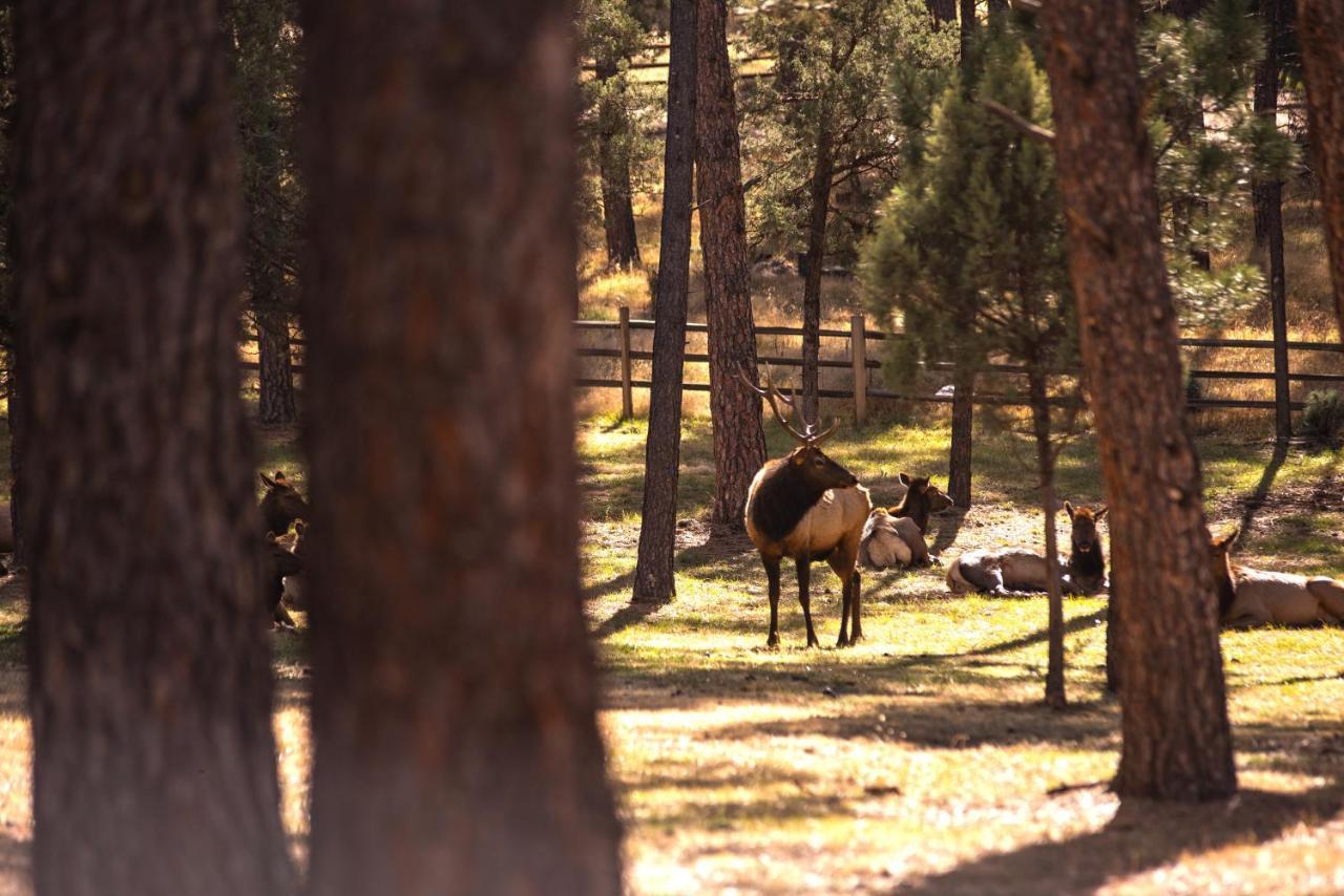 Huge Ruidoso Retreat With Game Room, Pool, 2 Balconies, 2 Kitchens - Sleeps 17! Exterior foto